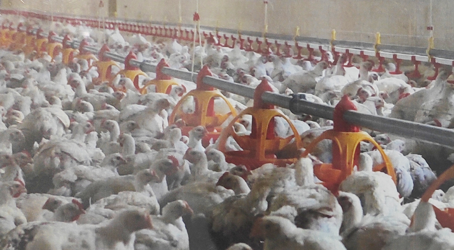 養(yǎng)殖場(chǎng)自動(dòng)投喂器纖維絞盤(pán)繩